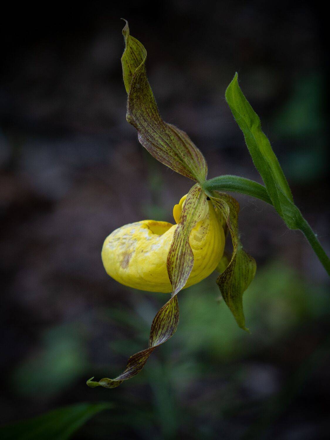 , Бравичева Анастасия