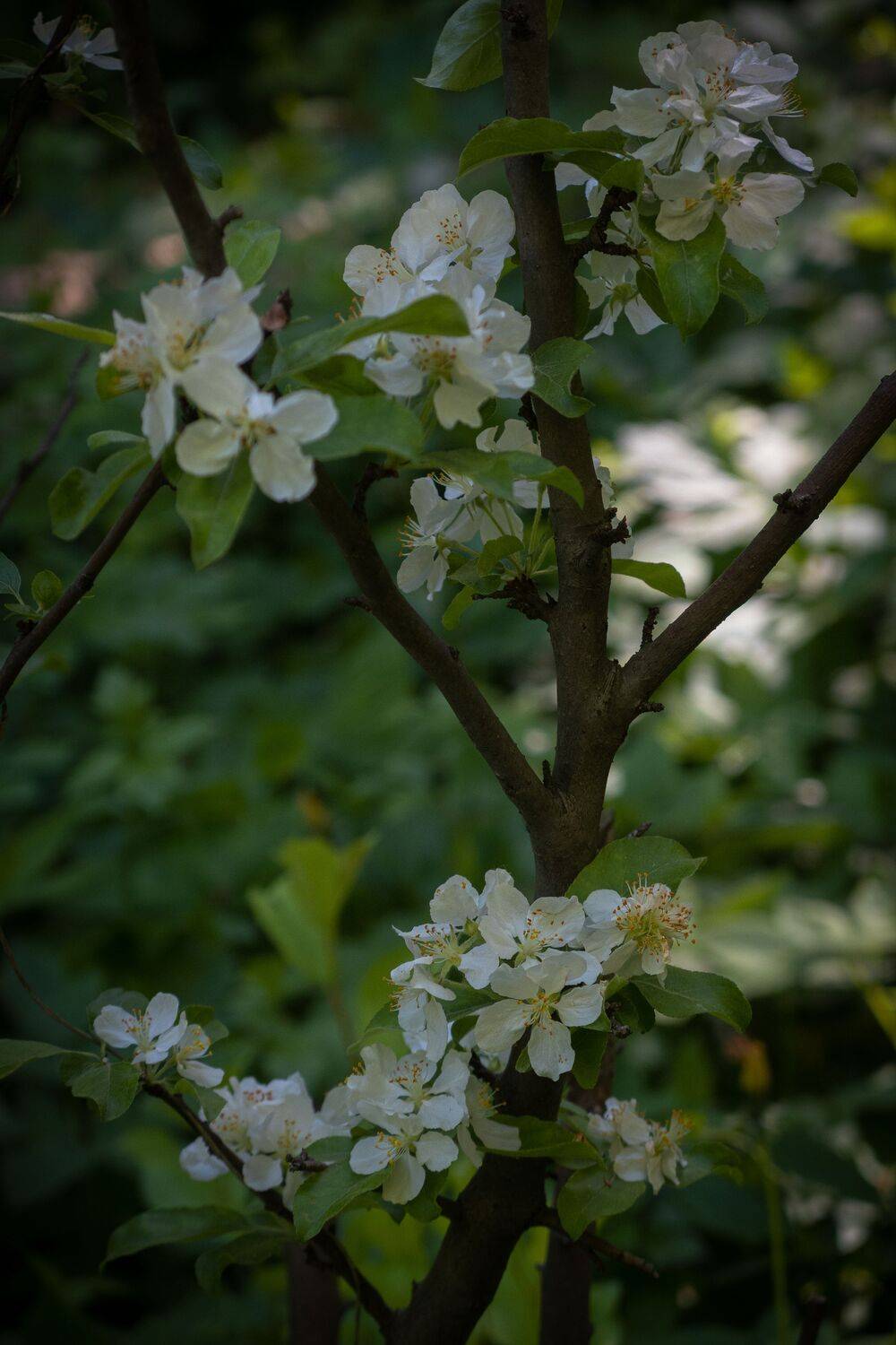 , Бравичева Анастасия