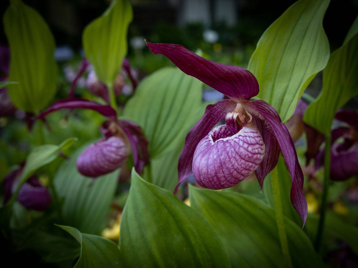 , Бравичева Анастасия