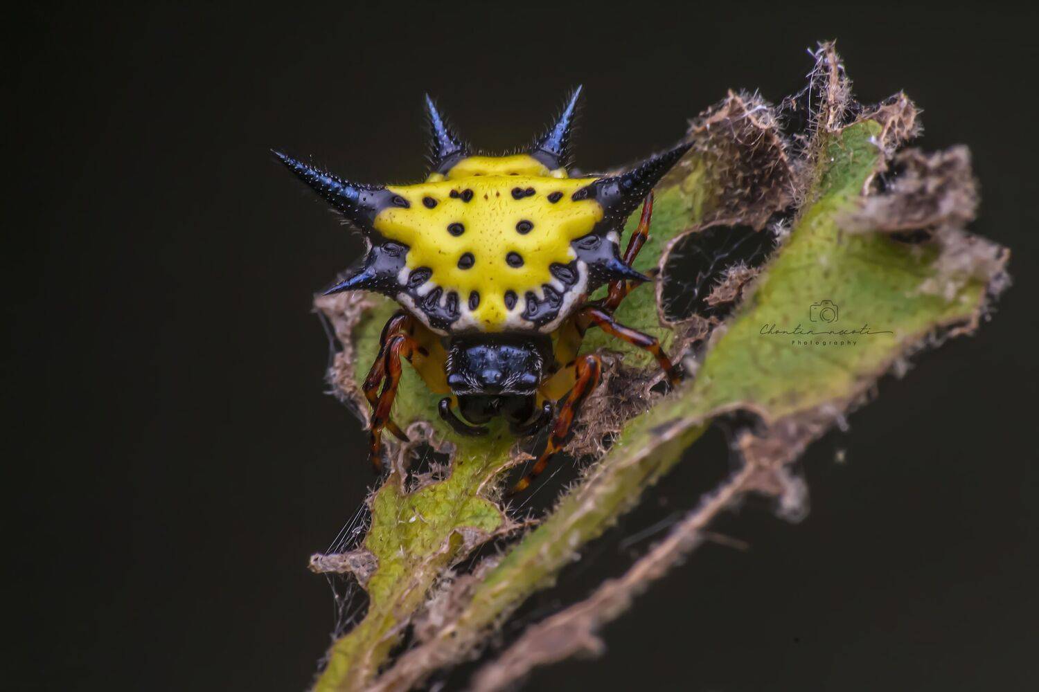 Hasselt's spiny spider, Gasteracantha hasselti, yellow, small, beautiful, macro, oneshot, animal, nature, natural, NeCoTi ChonTin