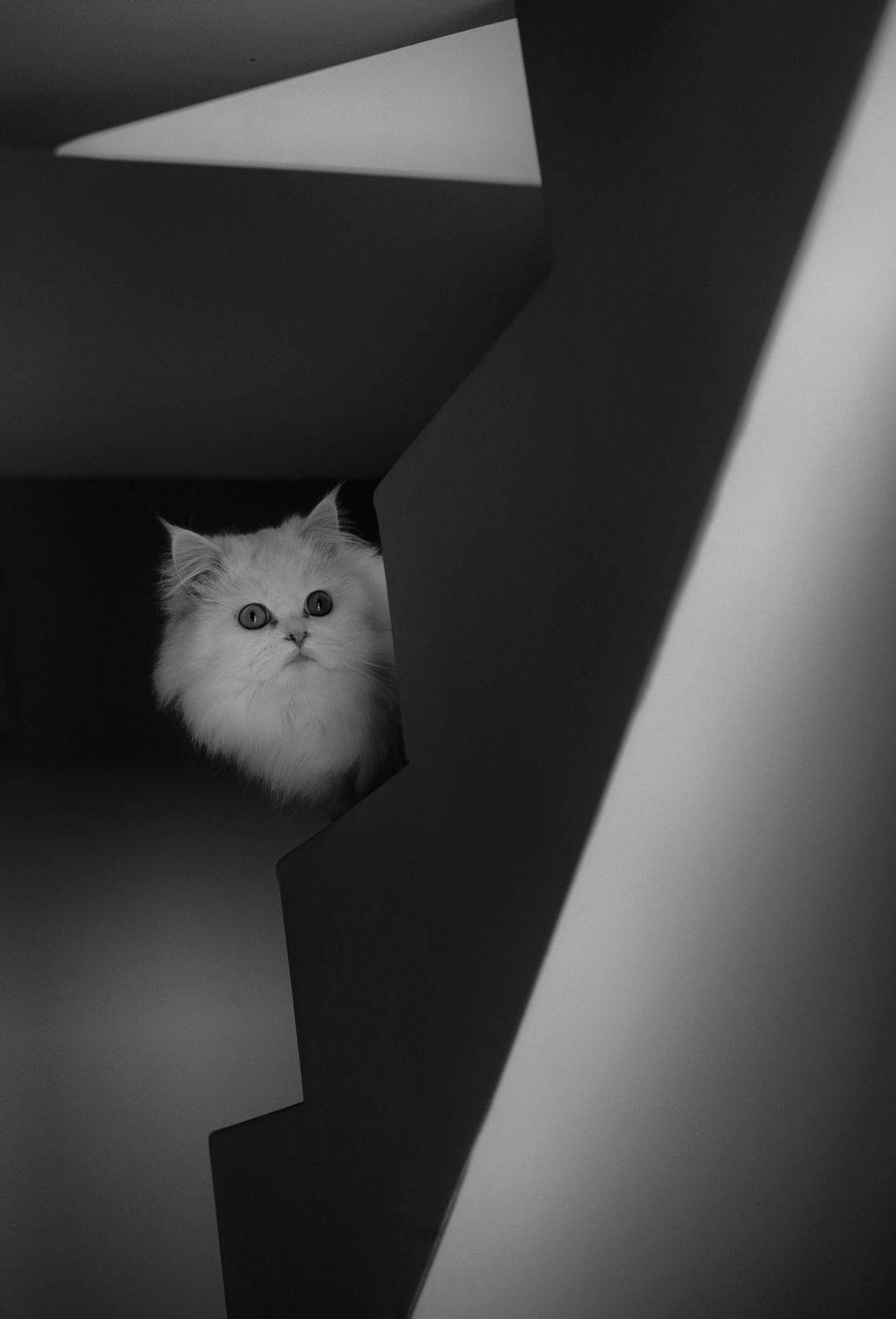 , Герчев Николай