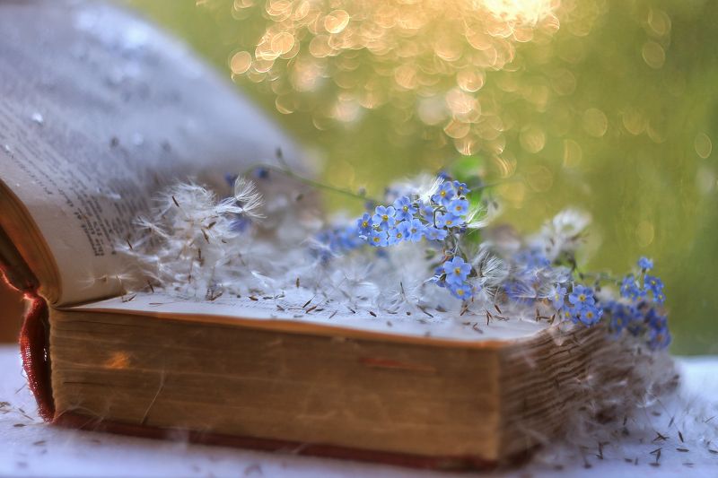 незабудки,книга,стихи ,боке, гелиос 44,волшебство лета ЗапушИло,закружИло!) фото превью