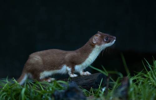 Stoat