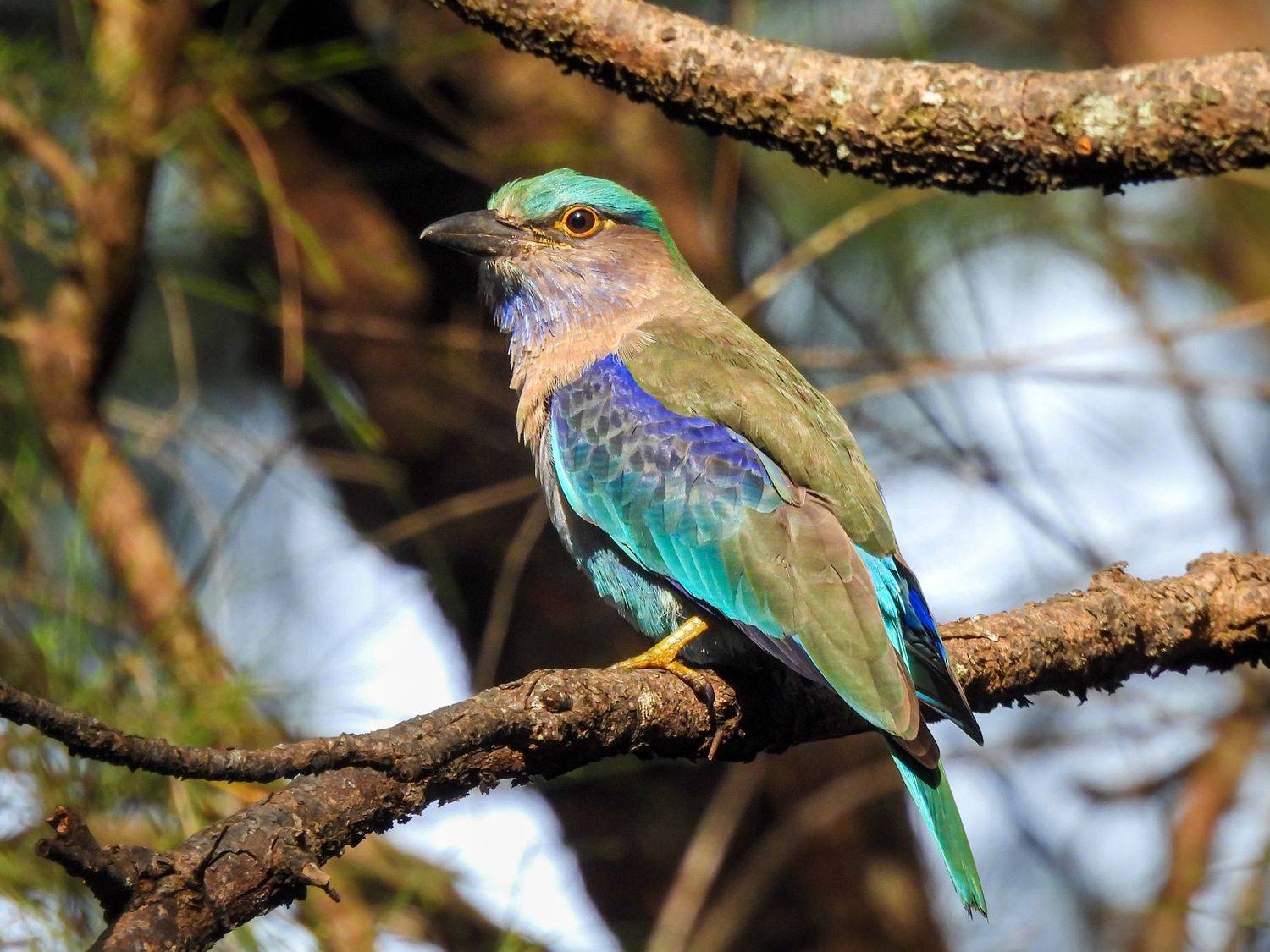 Сизоворонка, Лесина Елена