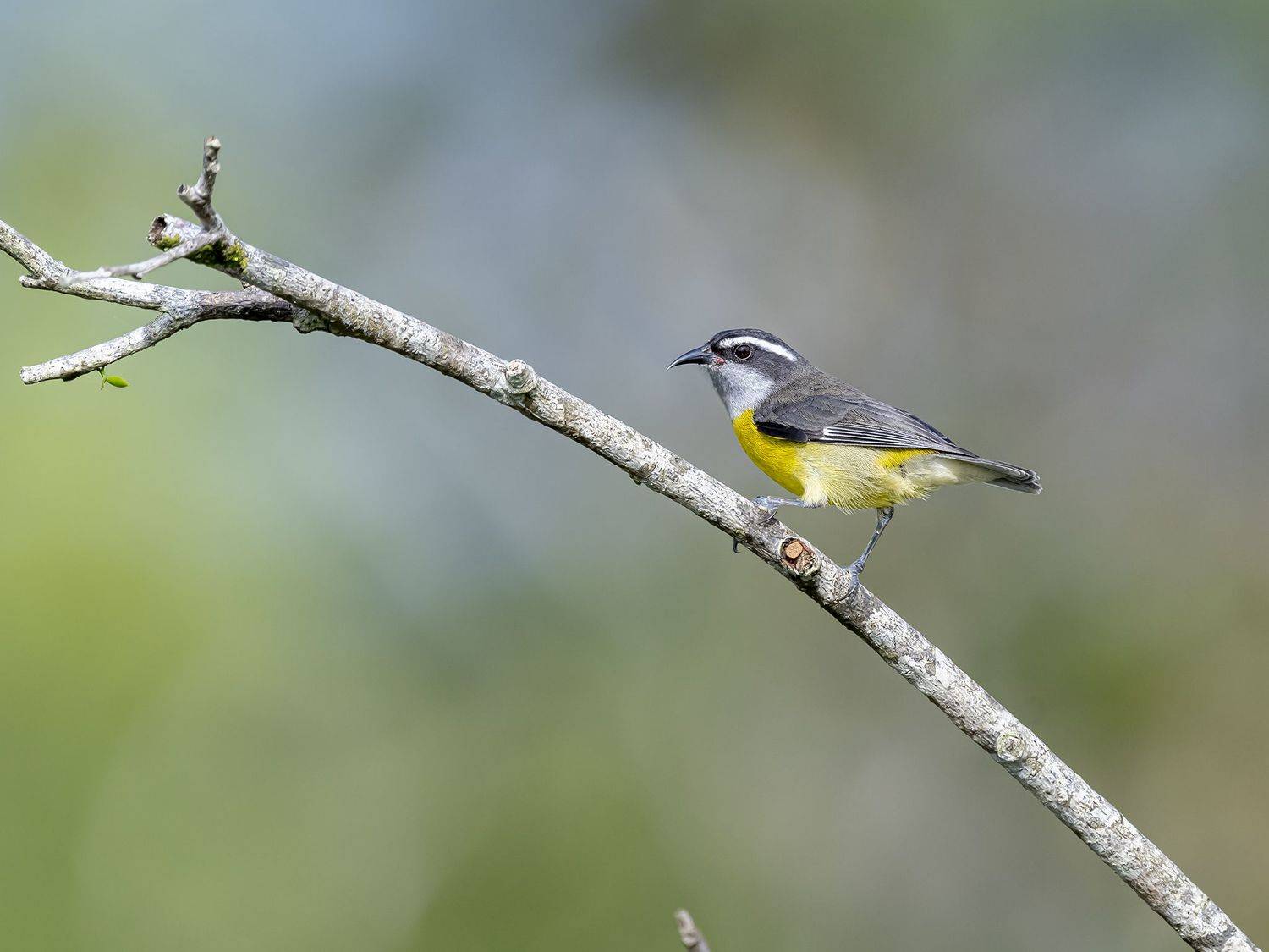 , Burgalin Sequeira Fernando