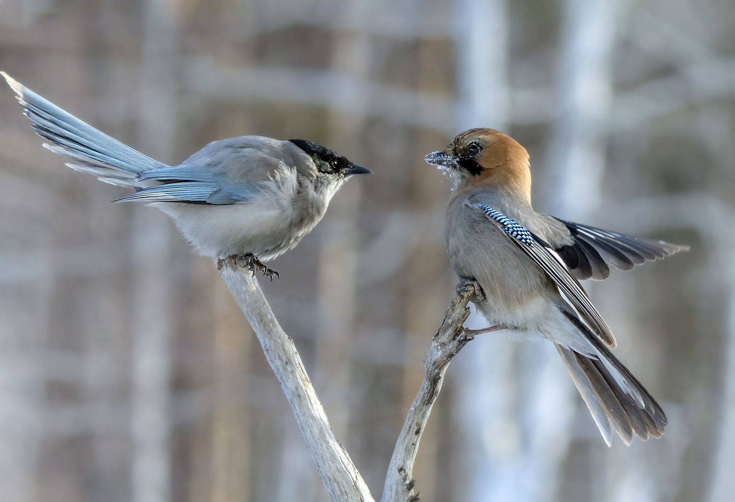 голубая сорока, сойка, сюжет, Коледова Ирина