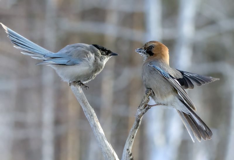 Голубая сорока и сойка фото превью