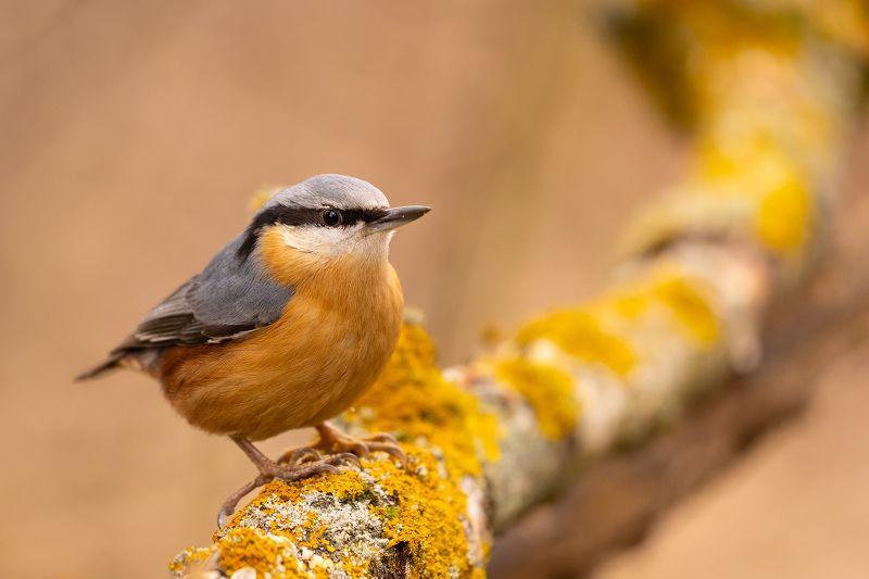 Nuthatch фото превью