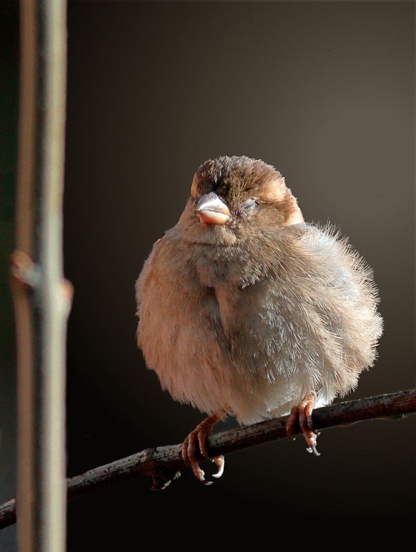 Siesta фото превью