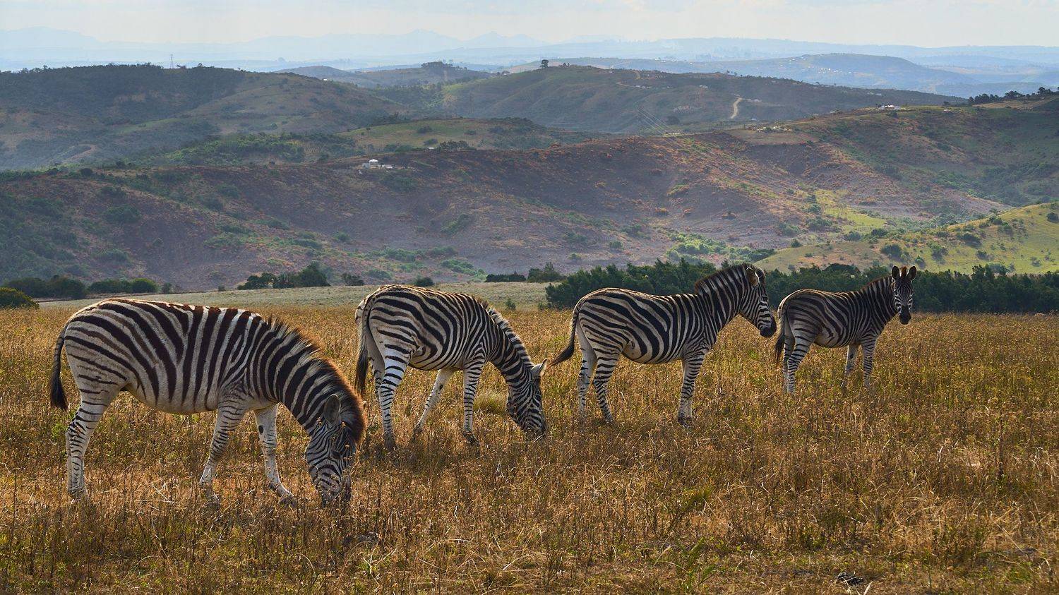 , Вячеслав Владимирович