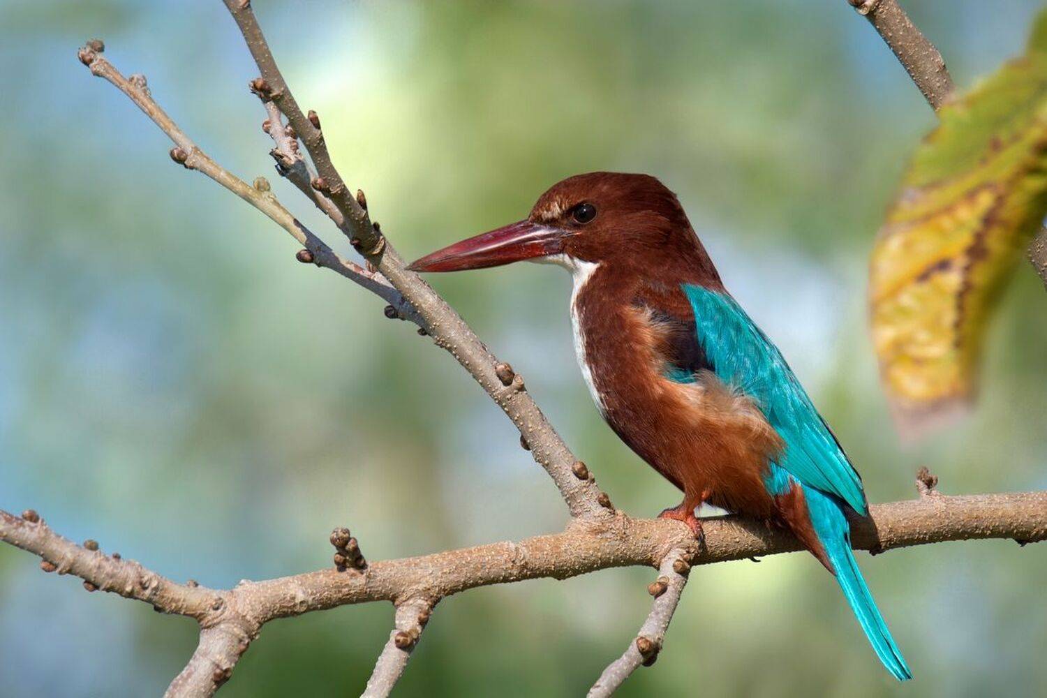 , Людмила Бекман