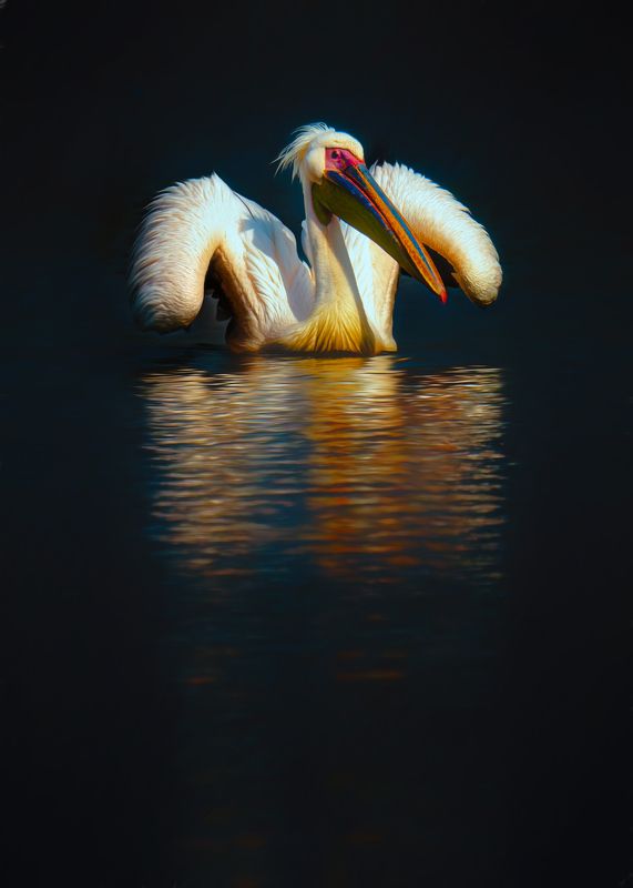 Пеликан фото превью