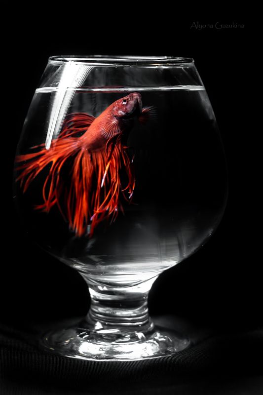 рыба, петушок, животные, макро Жорик :) фото превью