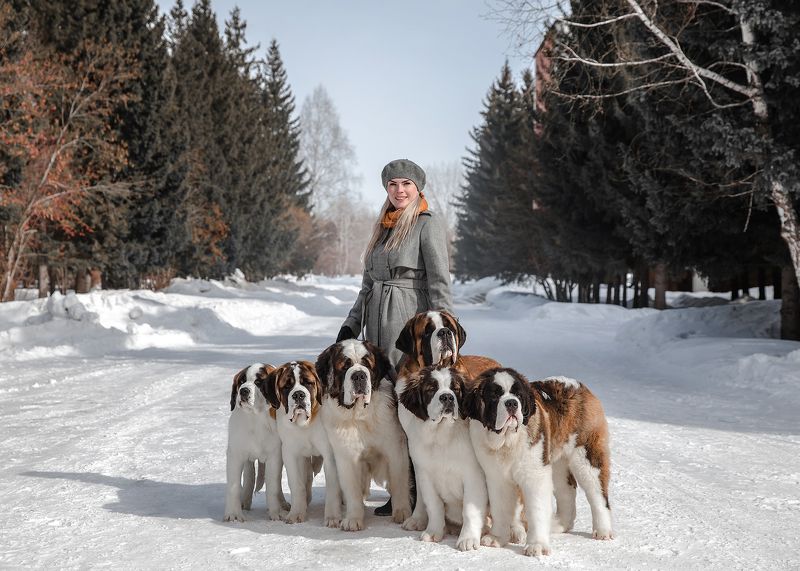 Сенбернары и Даша фото превью