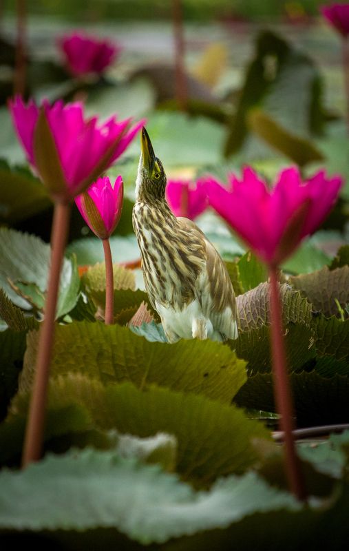 #bird #natgeo #photography #birdphotography #nature #beeeater #green #animal #wildlife Indian Pond Heron фото превью
