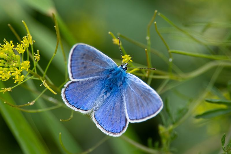 Polyommatus thersites фото превью