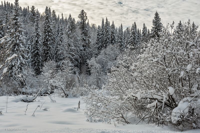 с новым годом, зима, снежные кружева, снег, березы, горная шория Pro снежное кружево фото превью