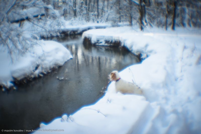 europe, kuzminki, moscou, moscow, moscow region, russia, bank, forest, monocle, monolense, nature, park, river, snow, tree, water, winter, европа, кузьминки, москва, московская область, подмосковье, пономарка река, россия, чурилиха река, берег реки, вода, Снежная зима в Кузьминках фото превью