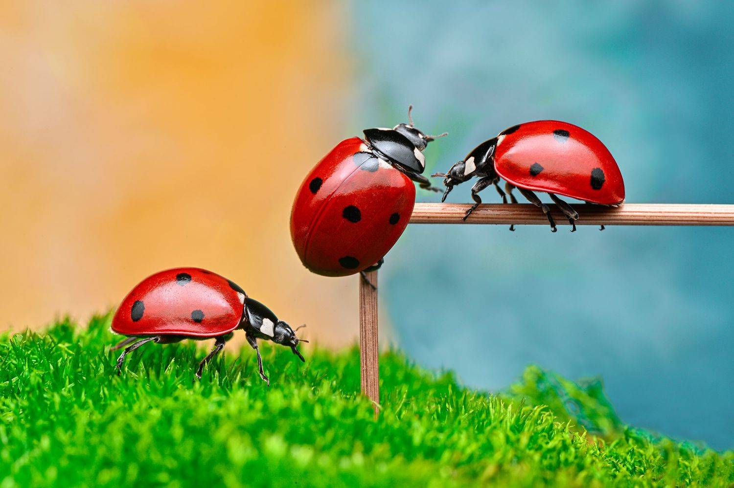 ceclii, macro, Ganev Tsvetan