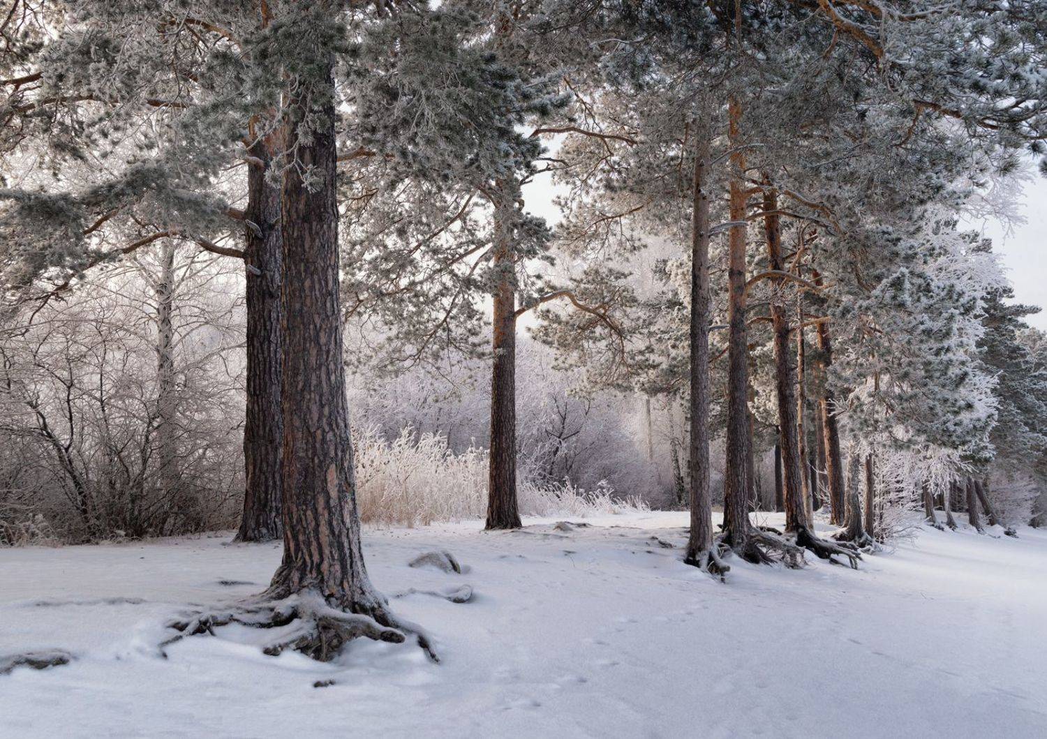 челябинская область, озеро синара, деревья, снег, природа, Кетова Вера