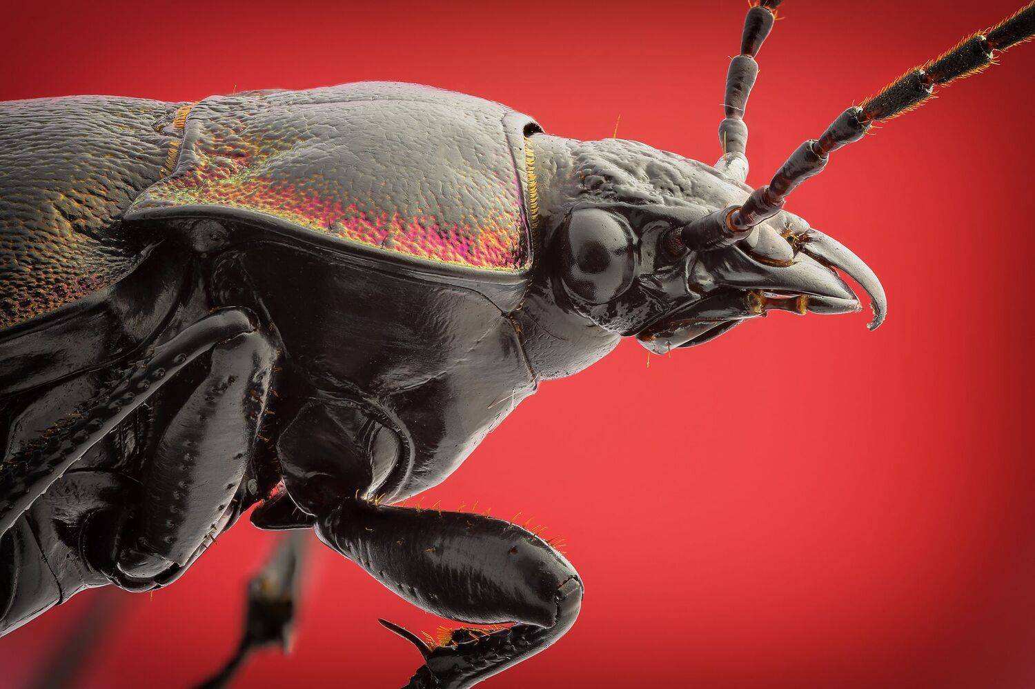 , Кузнецов Дмитрий