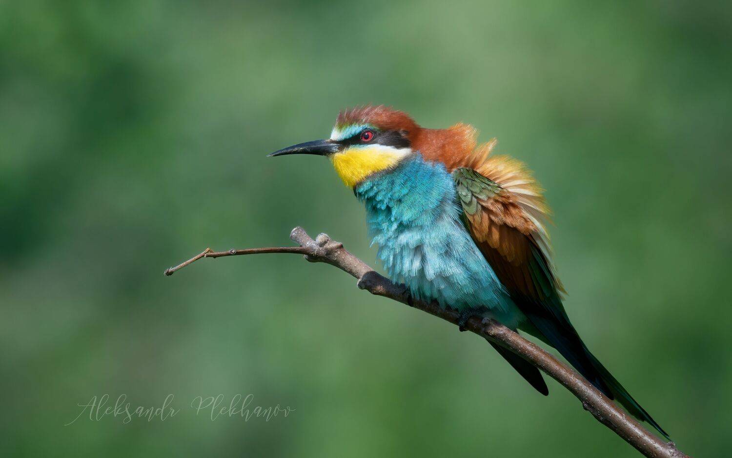 щурка, Александр Плеханов