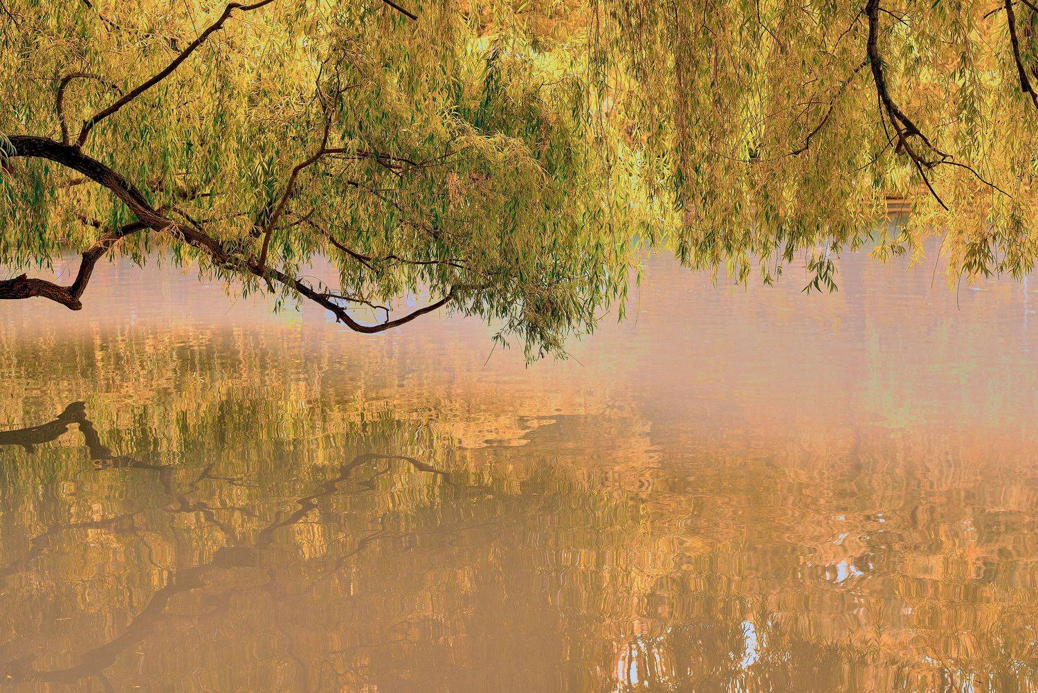 владикавказ, парк, осень, отражение, ивы, пруд, осетия,, Байдуков Александр