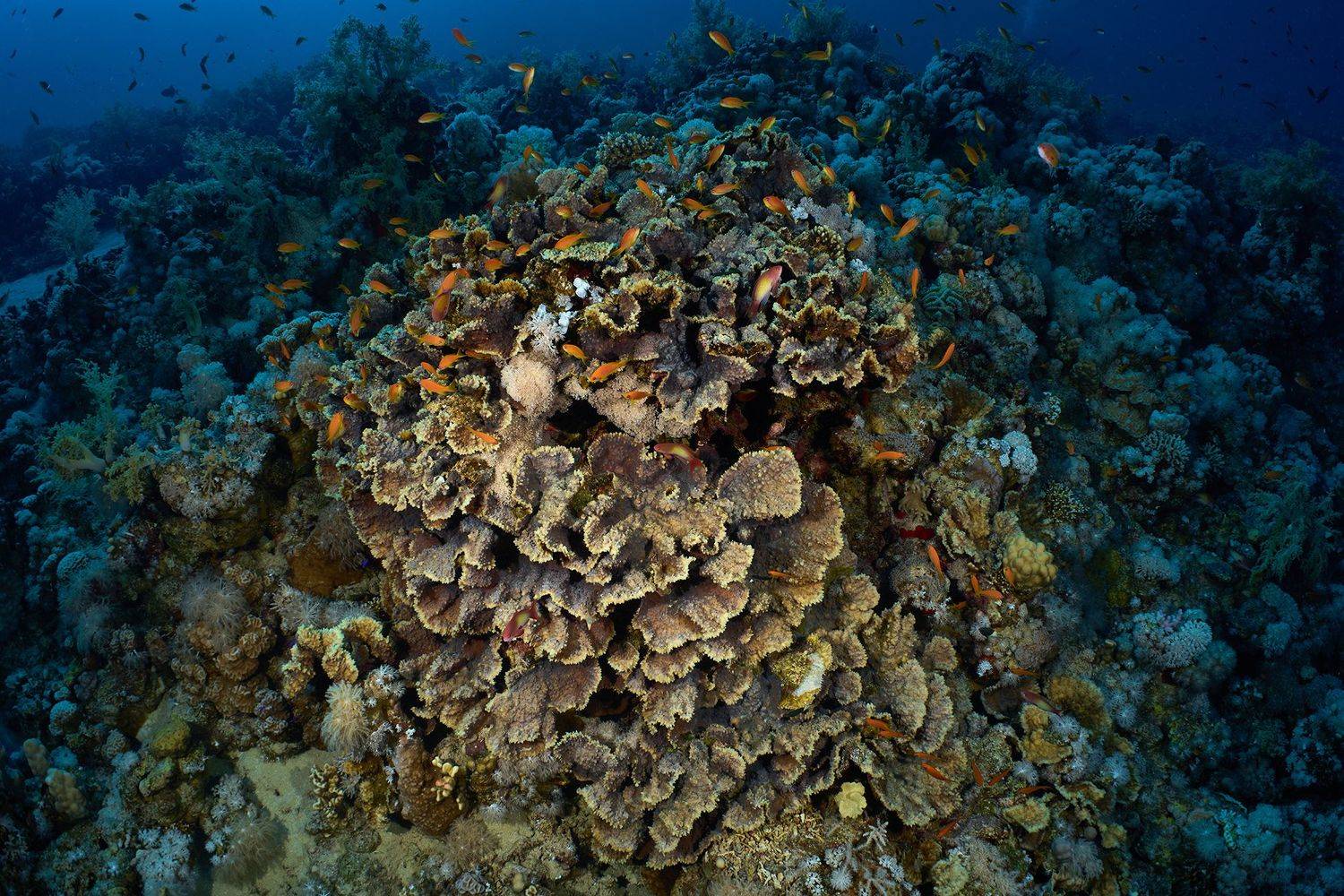 подводная фотосъемка, коралловый риф, рыбы, тропические рыбки, дайвинг, море, PAVEL PEREPECHAEV