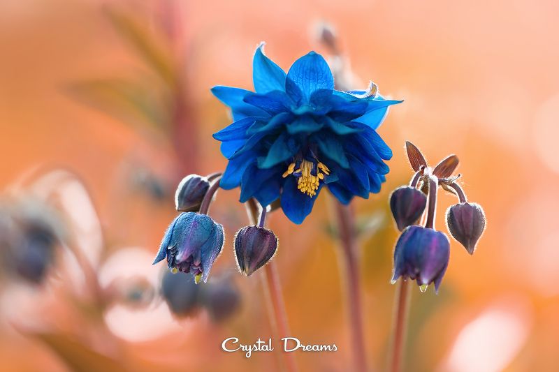 #crystal_dreams #art #macro #nikon #nature #color \