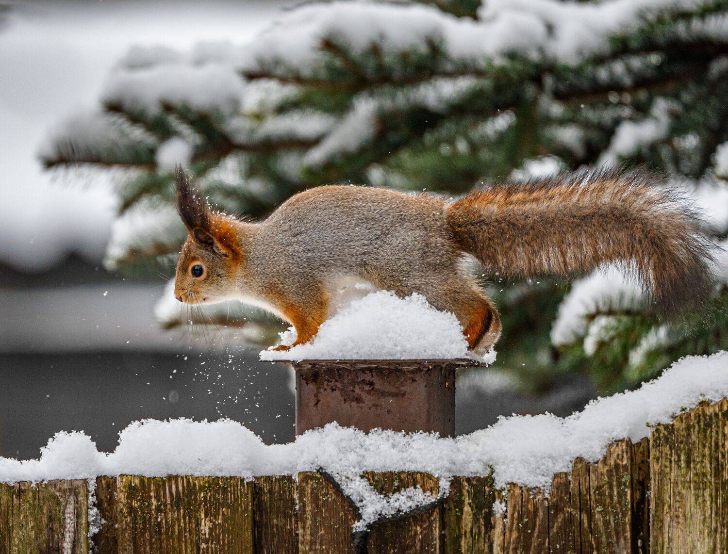 , Курлянцев Алексей