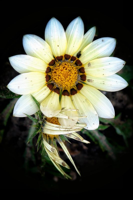 Yes, the flowers grieve too--they grieve silently, very sadly фото превью