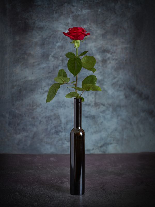 Rose фото превью