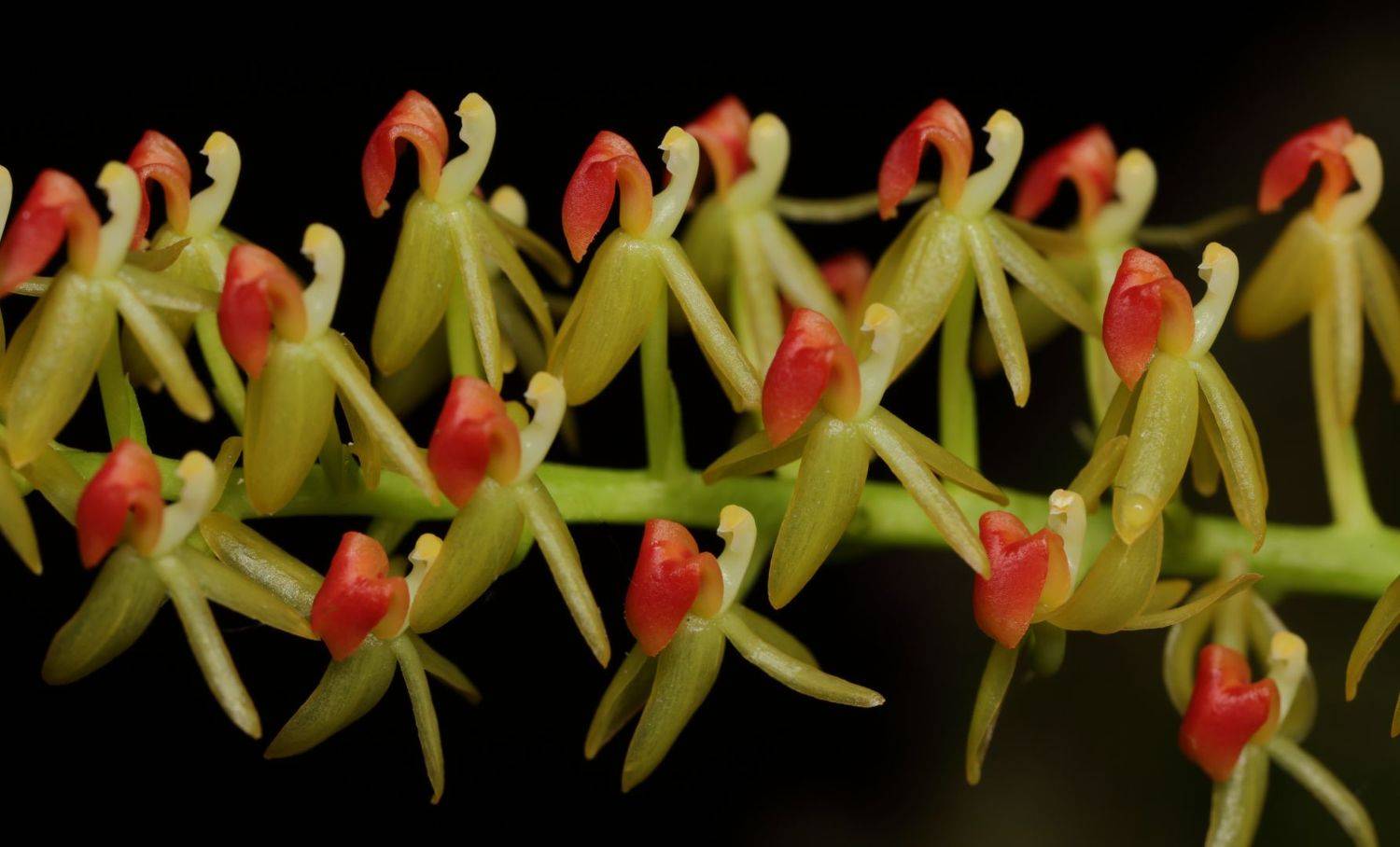 орхидеи, Александр Зорин