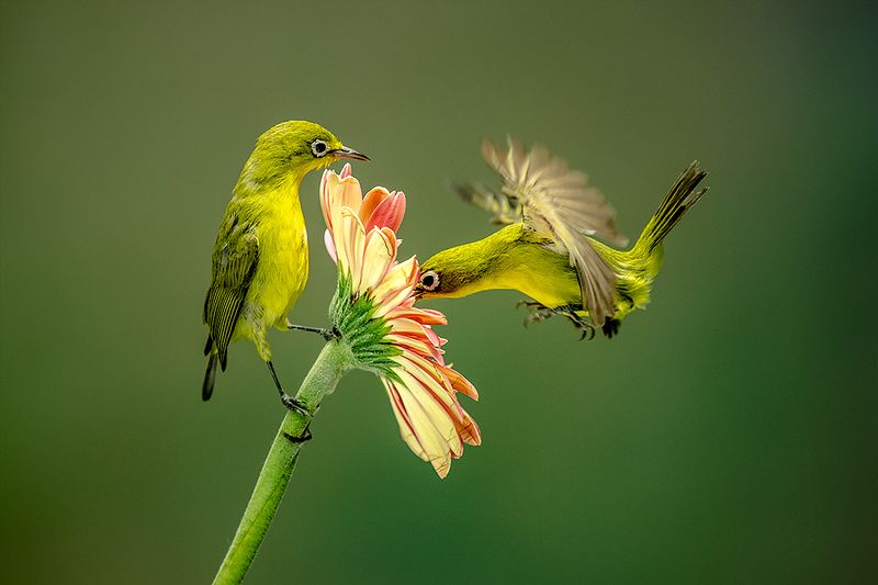 Shared  фото превью