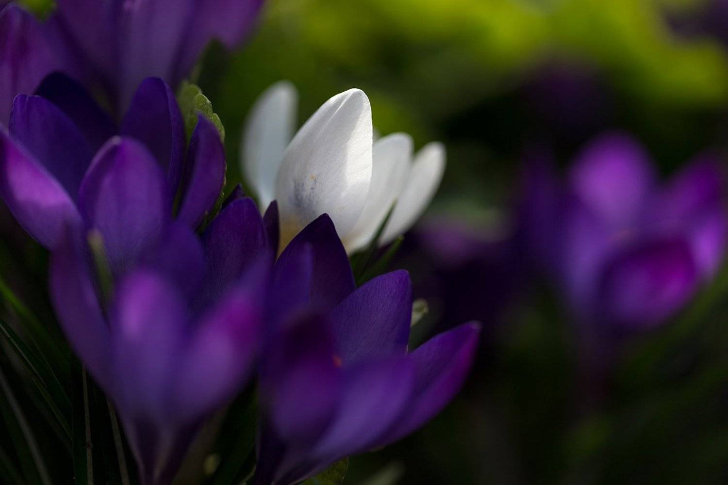крокусы макро, Stas  Muhin