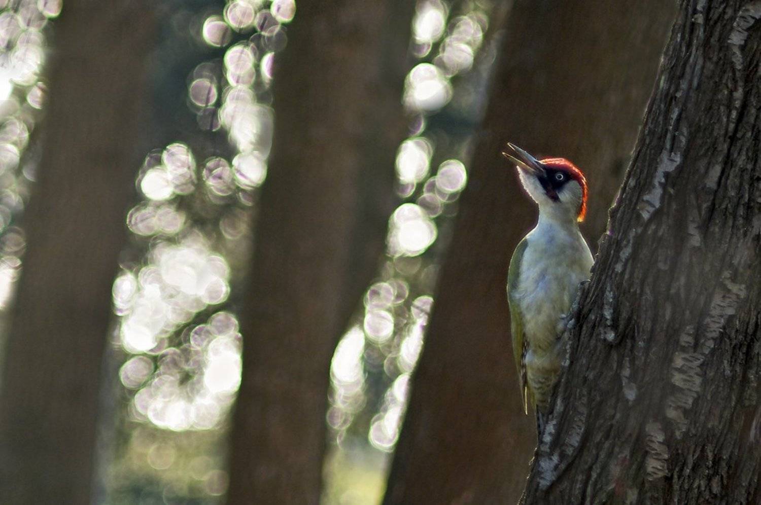 Green Woodpecker, Picus viridis, Зелен кълвач, Зелёный дятел, Евгени Стефанов
