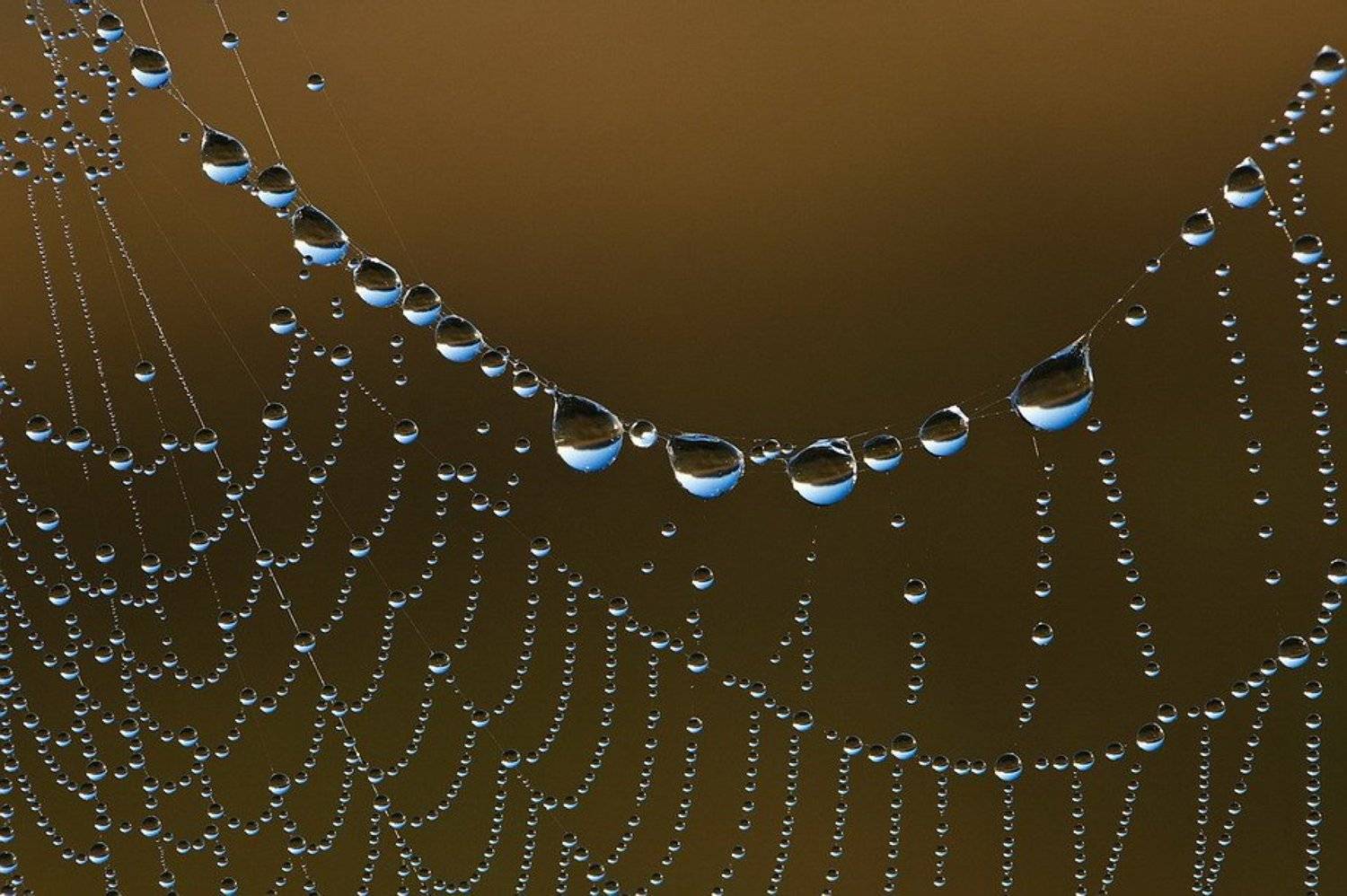 , Вячеслав Мищенко