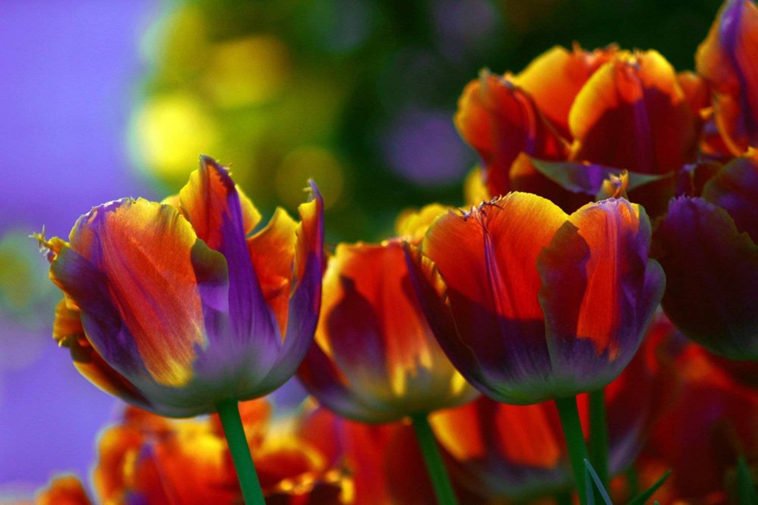 , Princess Bubblegum