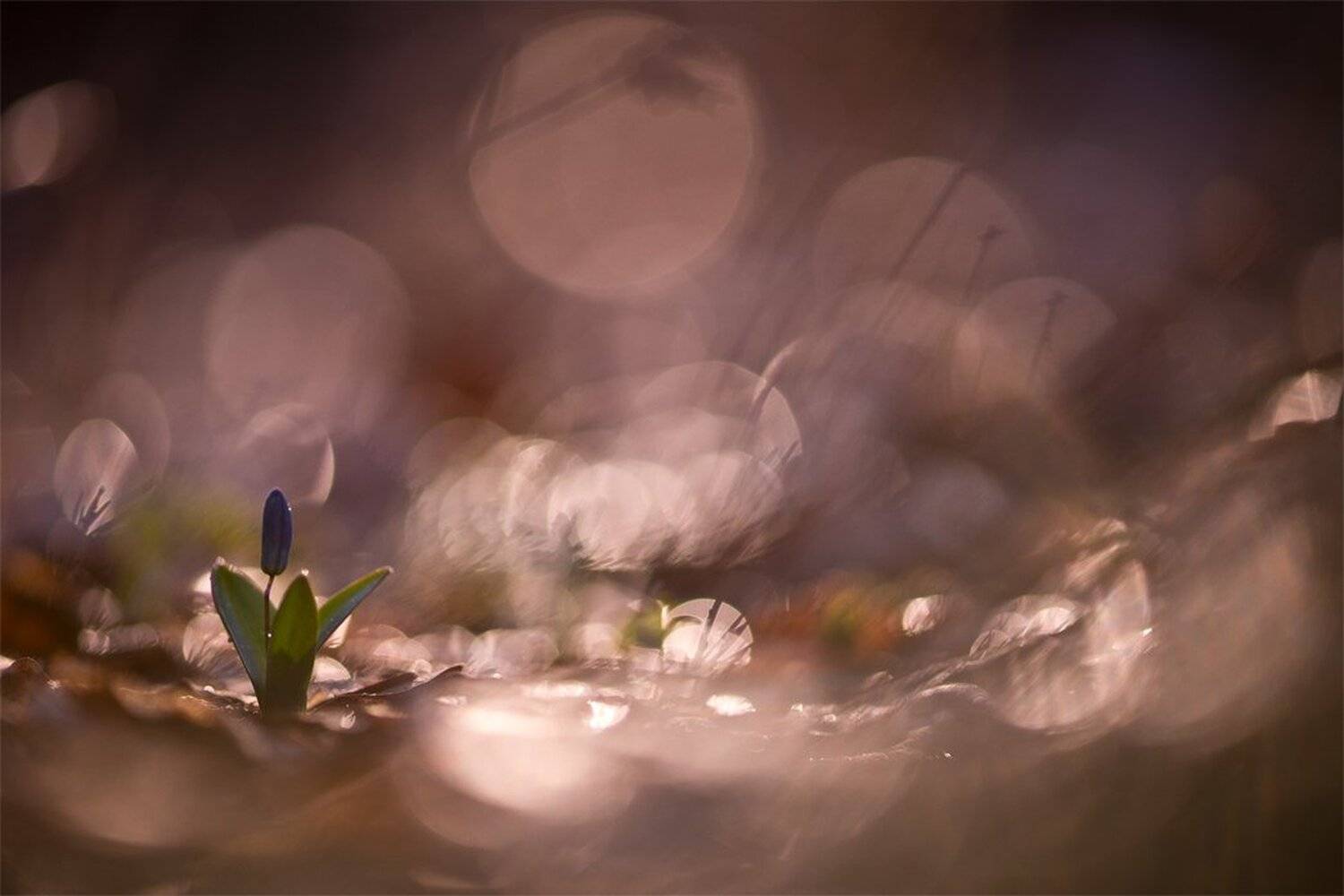 Весна, Воронеж, Март, Пролеска, Свет, Геннадий Мещеряков