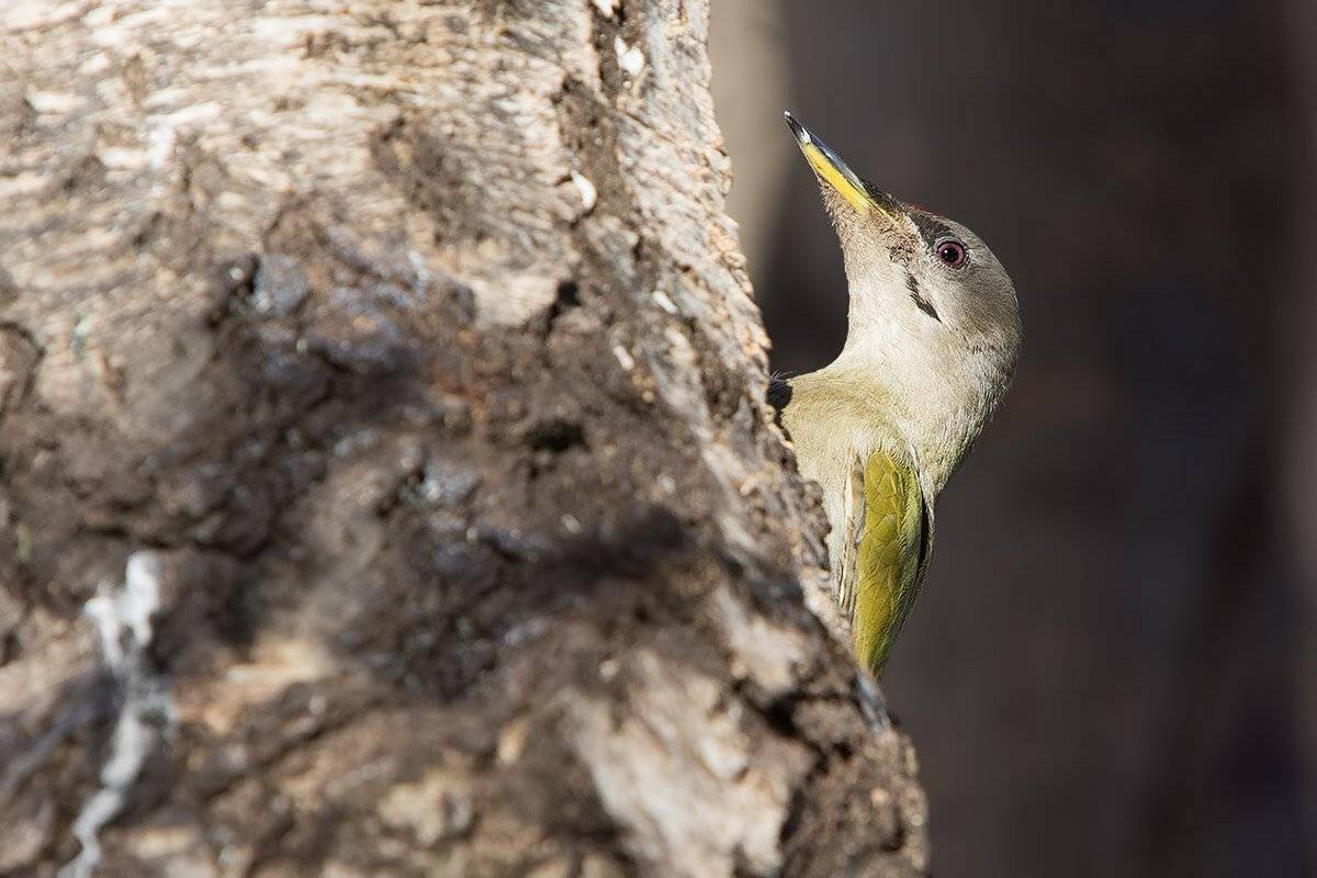 седой дятел, птицы,, Елена Давыдова
