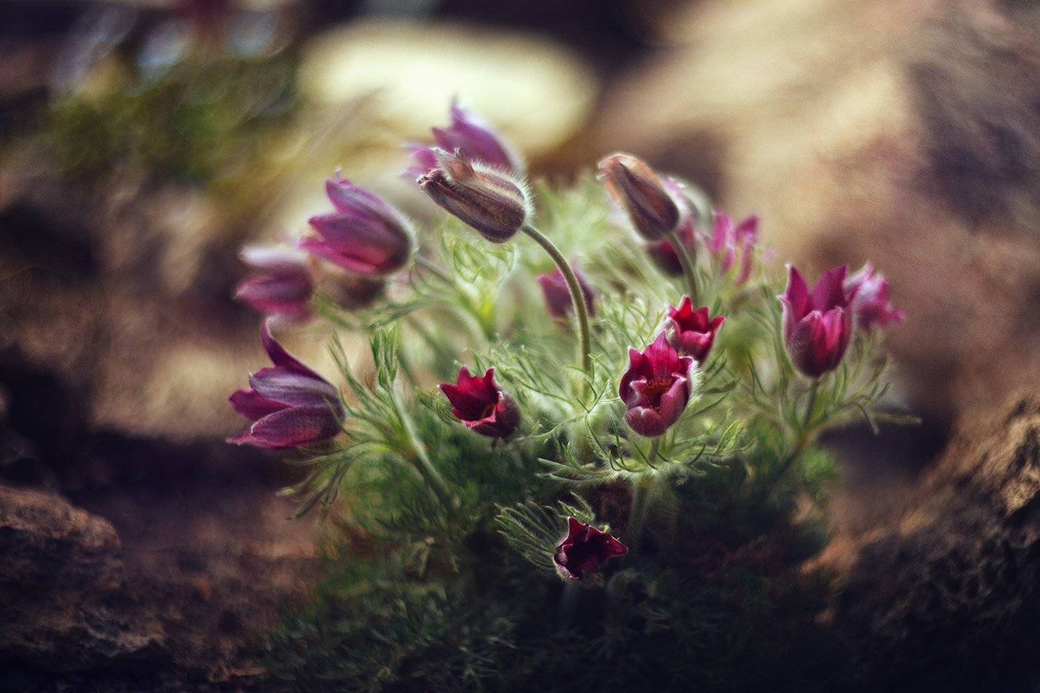 , Елена Галицкая