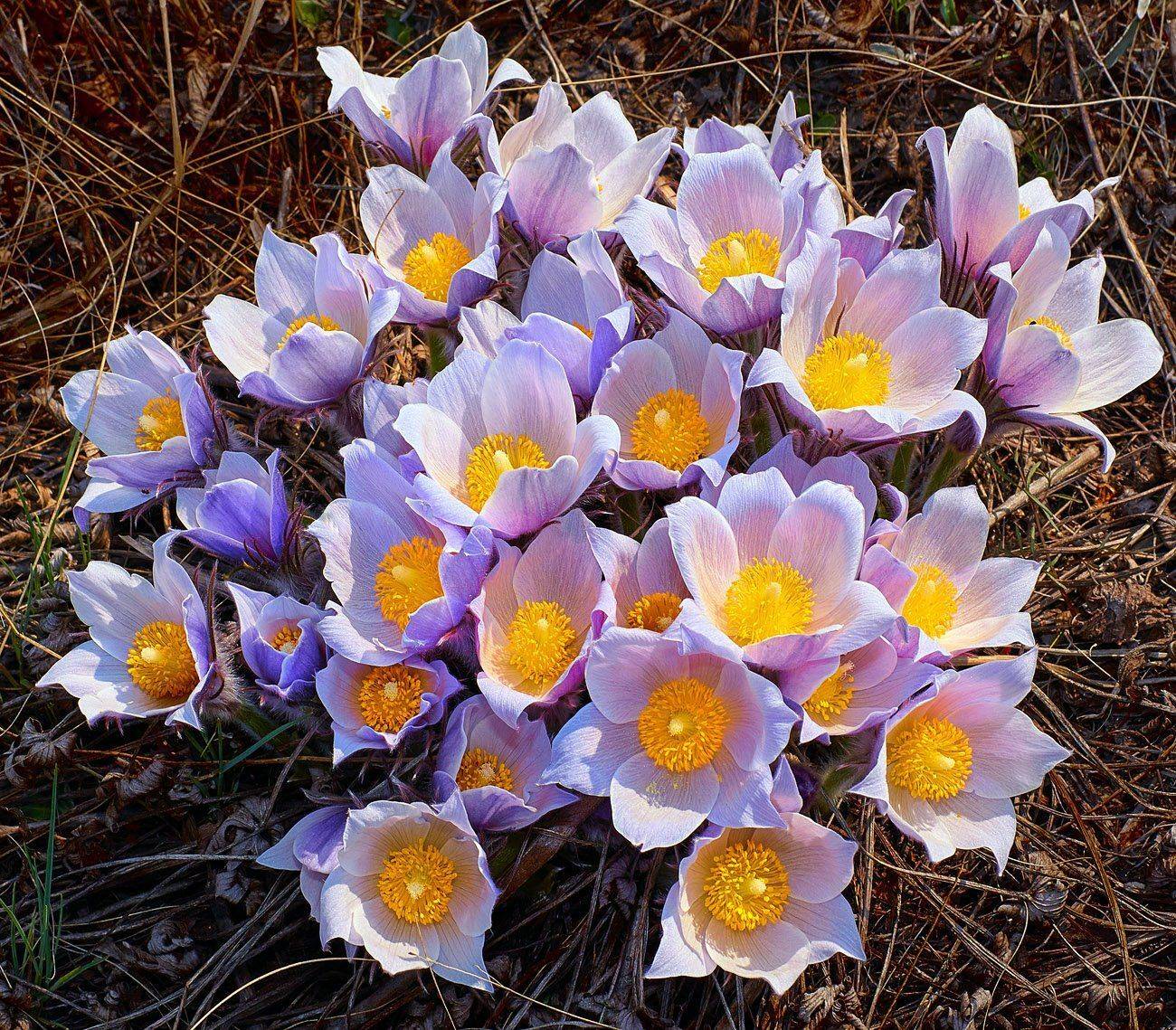Весна, Весна на Урале, Качурин алексей, Оренбургская область, Орск, Качурин Алексей
