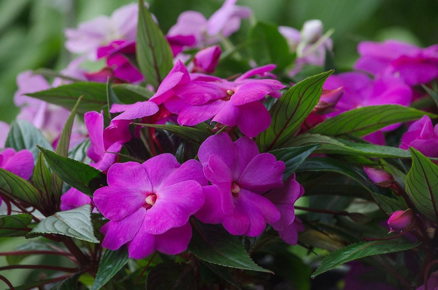 Лето, Природа, Флора, Цветы, Антонина