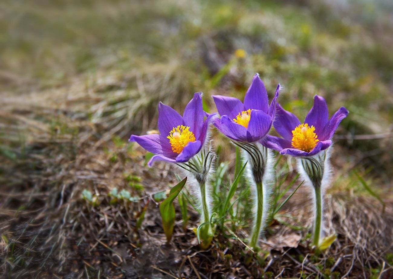 весна, весна на урале, качурин, качурин алексей, орск, южный урал, Качурин Алексей