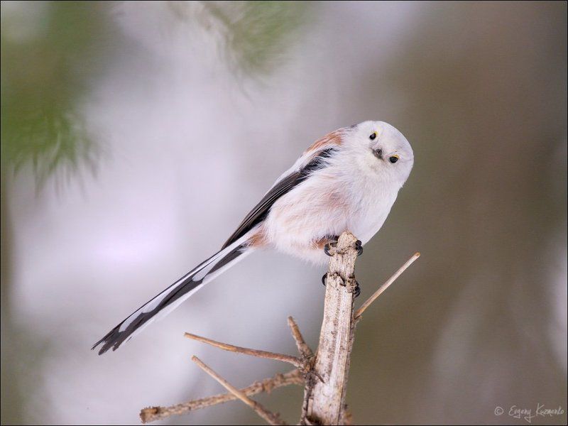 Длиннохвостая синица, Ополовник, Птицы сахалина Приветик! фото превью