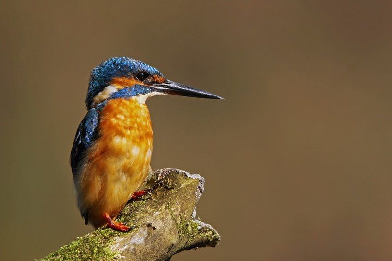 Common Kingfisher (Alcedo atthis) фото превью
