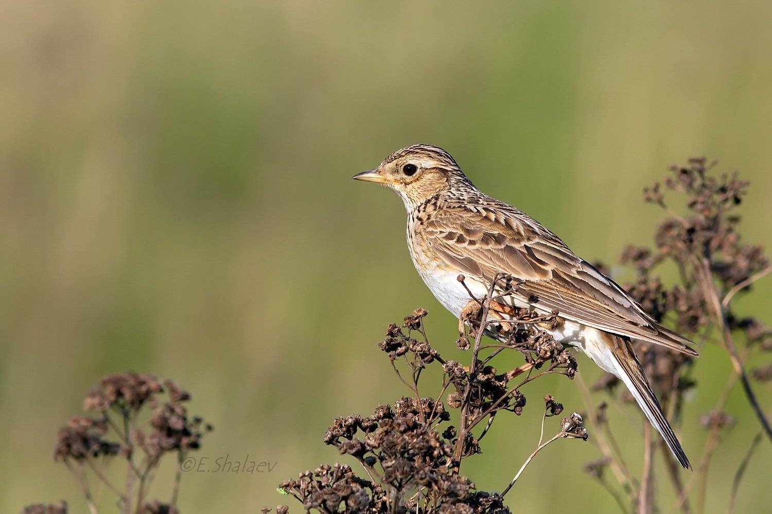 alauda arvensis, birds, eurasian skylark, жаворонок, полевой жаворонок, птица, птицы, фотоохота, Евгений