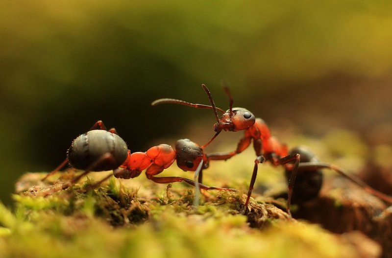 Fight фото превью