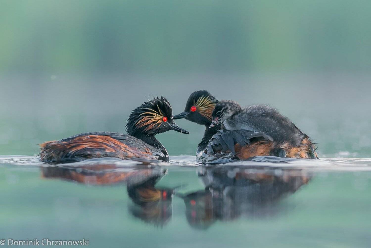 , Dominik Chrzanowski