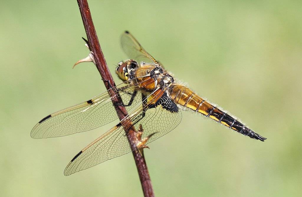 , Сергей Таланов